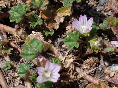 Malva nicaeensis