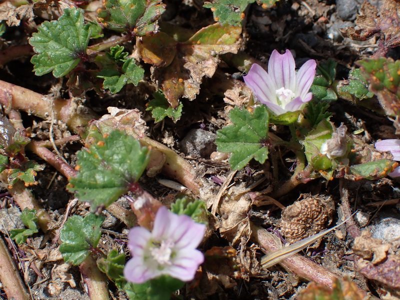 Malva nicaeensis, photographed by Dutza K.