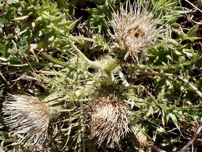 Cirsium quercetorum