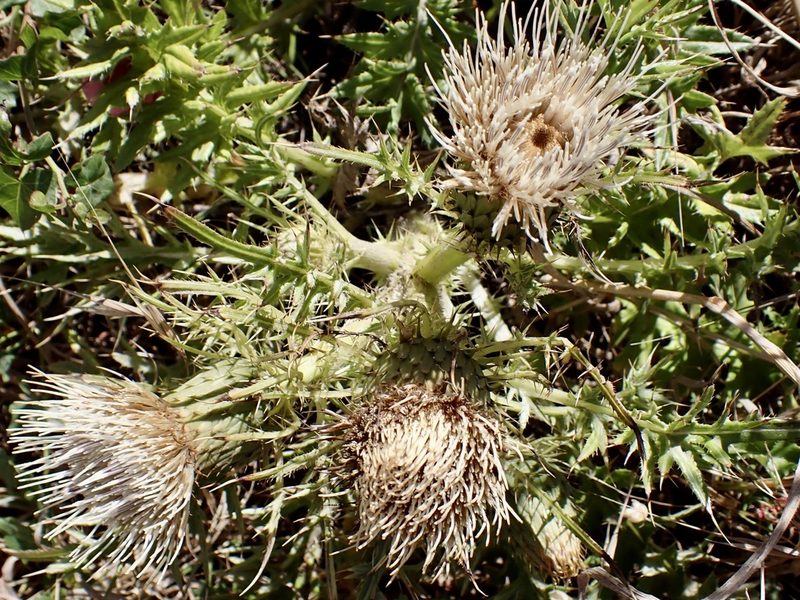 Cirsium quercetorum, photographed by Dutza K.