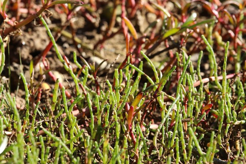 Salicornia quinqueflora, photographed by Greg Tasney