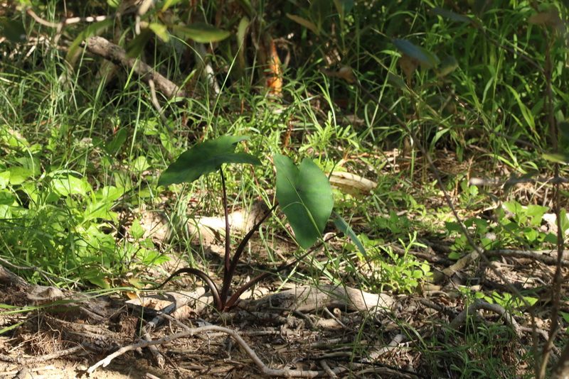 Colocasia esculenta, photographed by Greg Tasney
