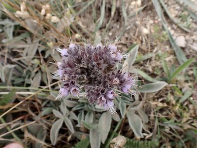 Phacelia californica, photographed by Dutza K.