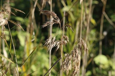 Phragmites australis, photographed by Greg Tasney