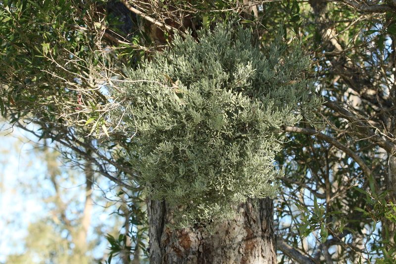 Notothixos incanus, photographed by Greg Tasney