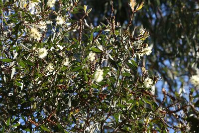 Melaleuca quinquenervia, photographed by Greg Tasney
