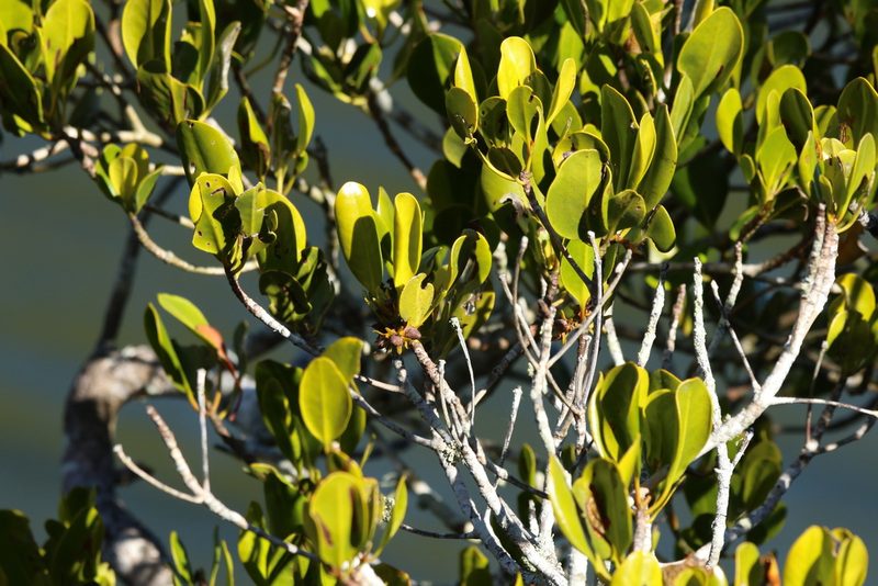 Ceriops australis, photographed by Greg Tasney