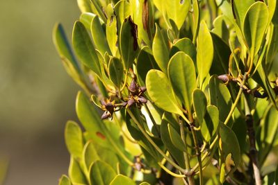 Ceriops australis, photographed by Greg Tasney