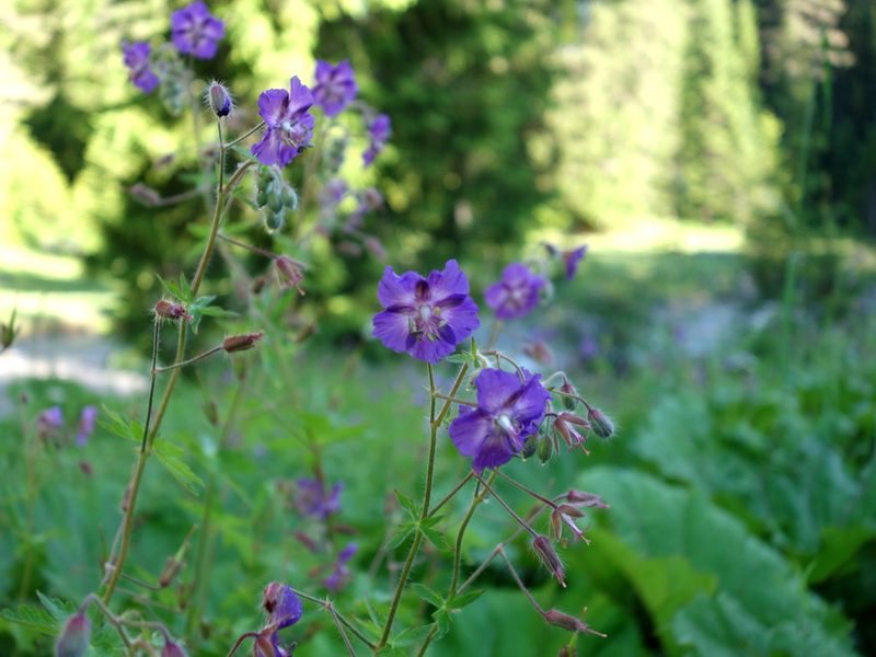 Geranium phaeum, photographed by Wolfgang Jauch