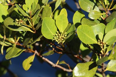 Aegiceras corniculatum, photographed by Greg Tasney