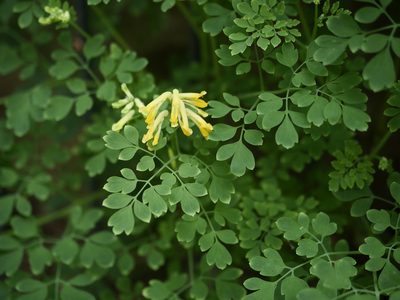 Pseudo-fumaria lutea, photographed by Alexis Tinker-Tsavalas