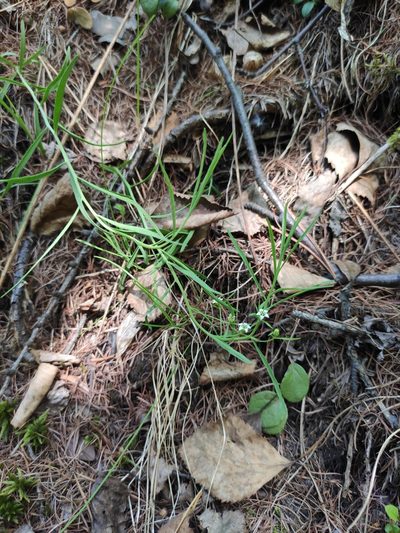 Thesium repens, photographed by Юлия
