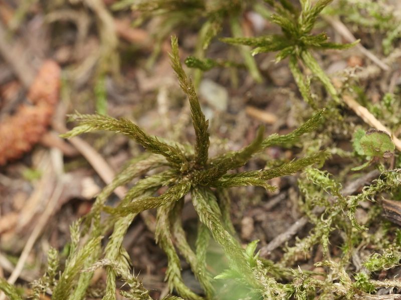 Climacium dendroides, photographed by Alexis Tinker-Tsavalas