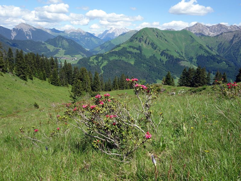 Rhododendron ferrugineum, photographed by Wolfgang Jauch