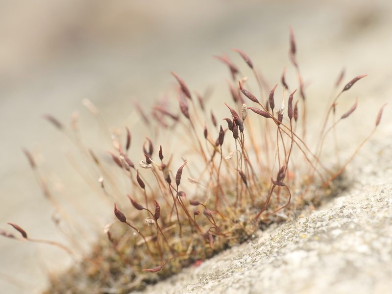 Tortula muralis, photographed by Alexis Tinker-Tsavalas