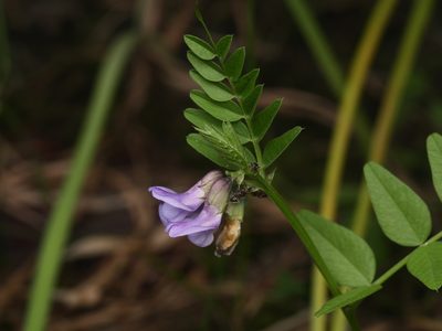 Vicia sepium, photographed by Alexis Tinker-Tsavalas
