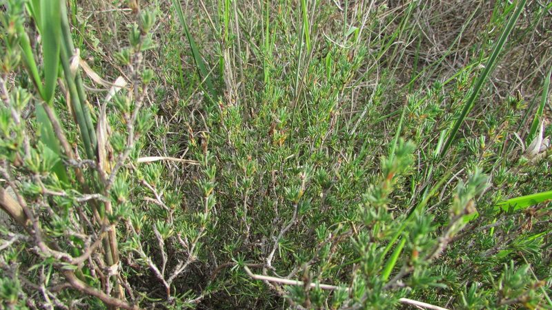 Cliffortia juniperina, photographed by James Deacon