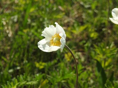 Anemonoides sylvestris, photographed by Анна Васильченко