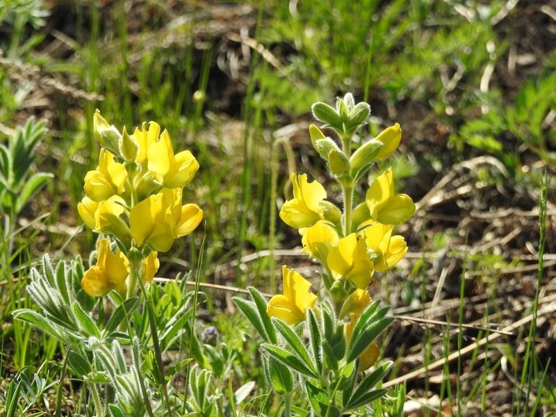 Thermopsis lanceolata, photographed by Анна Васильченко