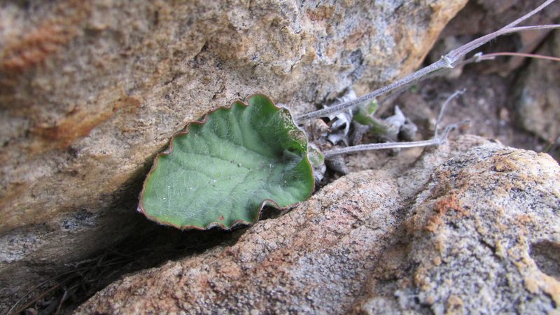 Pelargonium asarifolium, photographed by James Deacon