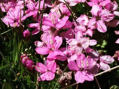 Silene acaulis, photographed by Michael Hennig