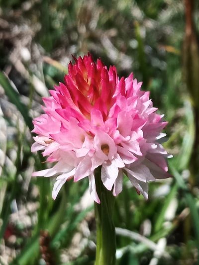Gymnadenia corneliana, photographed by Michael Hennig