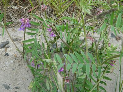 Vicia cracca, photographed by Виктория Билоус