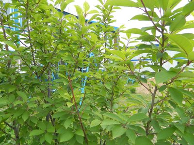 Prunus padus, photographed by Виктория Билоус