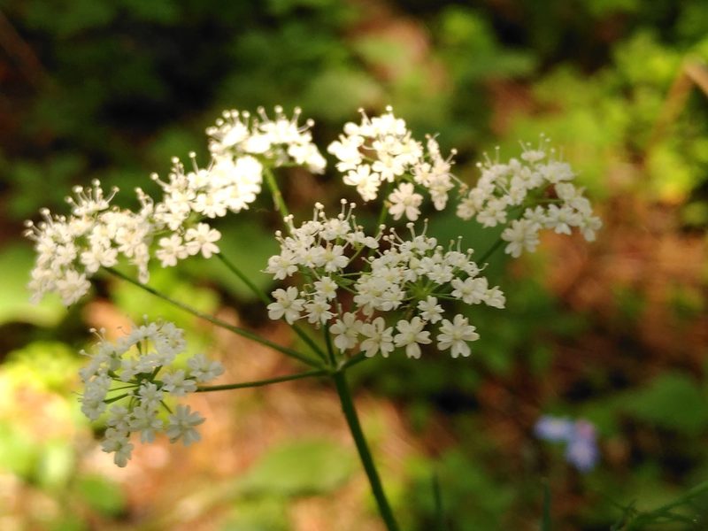 Conopodium majus, photographed by Yves Bas