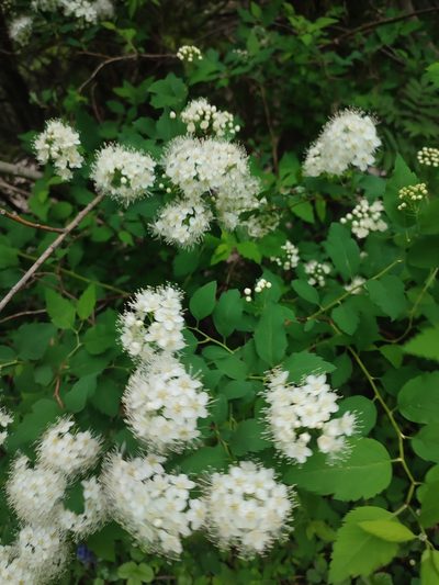 Spiraea chamaedryfolia, photographed by xulescu_g