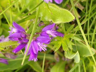 Polygala vulgaris, photographed by Yves Bas