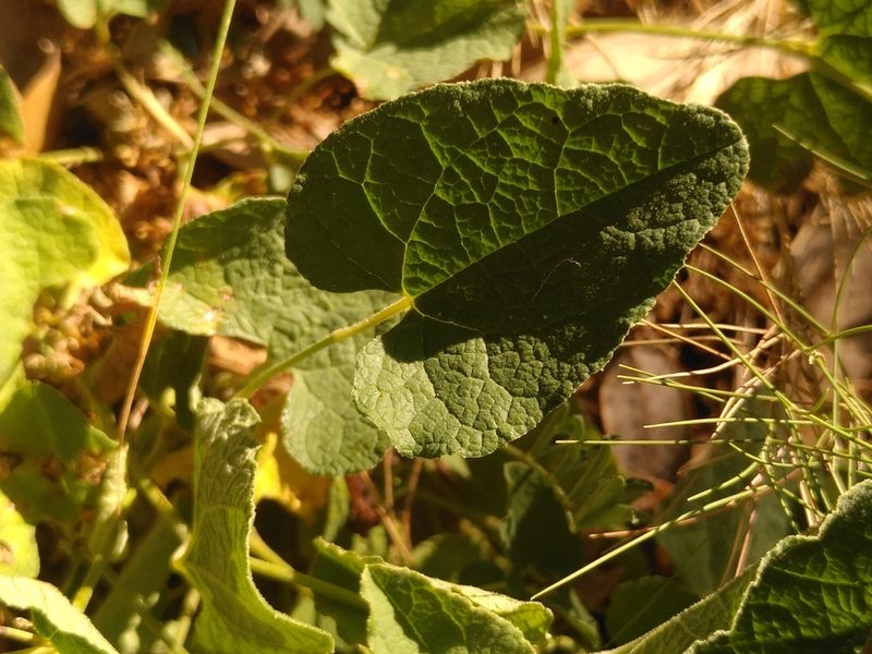 Aristolochia pistolochia, photographed by Yves Bas