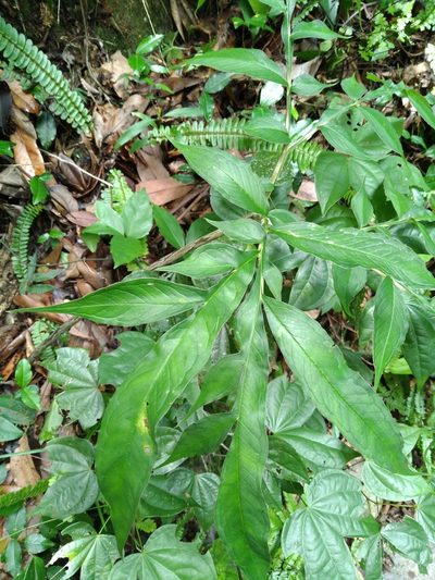 Amorphophallus kiusianus, photographed by yijie