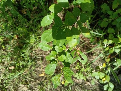 Flueggea virosa