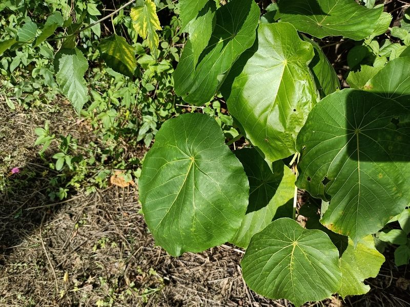 Macaranga tanarius, photographed by 五色鳥