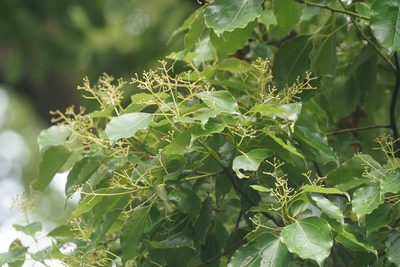 Cinnamomum camphora, photographed by WATANABE Hitoshi 渡辺仁