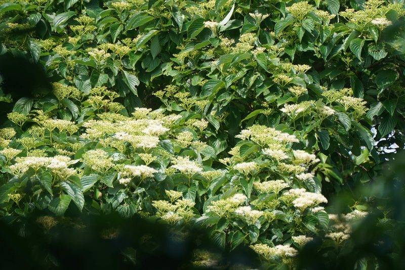 Cornus macrophylla, photographed by WATANABE Hitoshi 渡辺仁