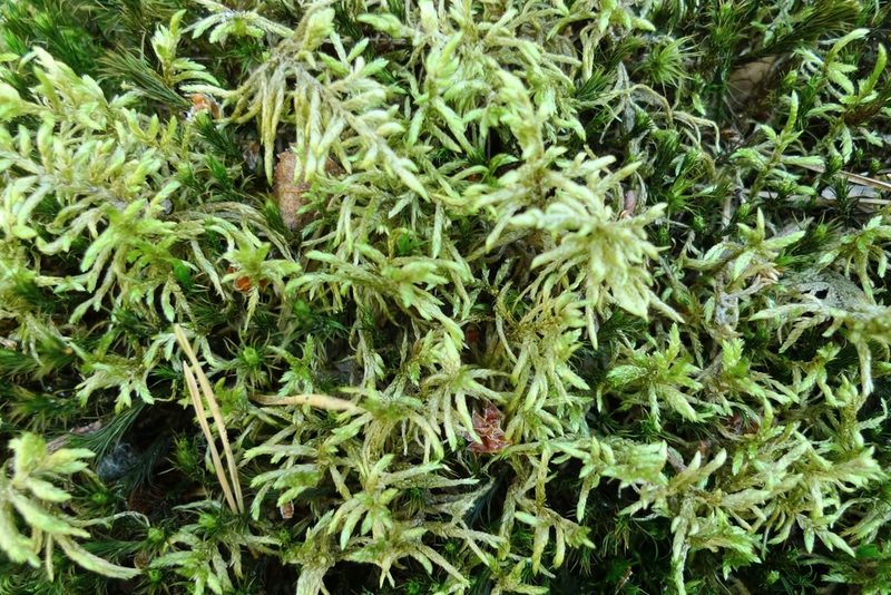Pleurozium schreberi, photographed by aga_l_