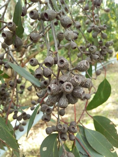 Eucalyptus obliqua, photographed by insiderelic