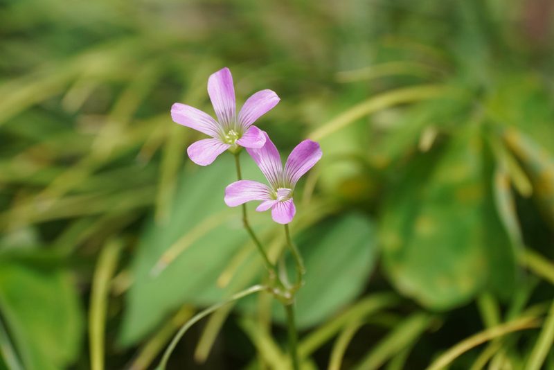 Oxalis debilis, photographed by WATANABE Hitoshi 渡辺仁