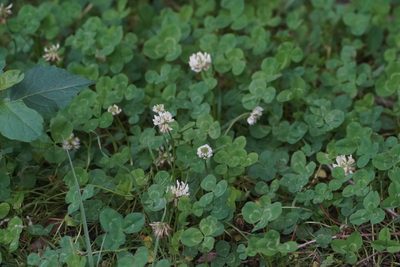Trifolium repens, photographed by WATANABE Hitoshi 渡辺仁
