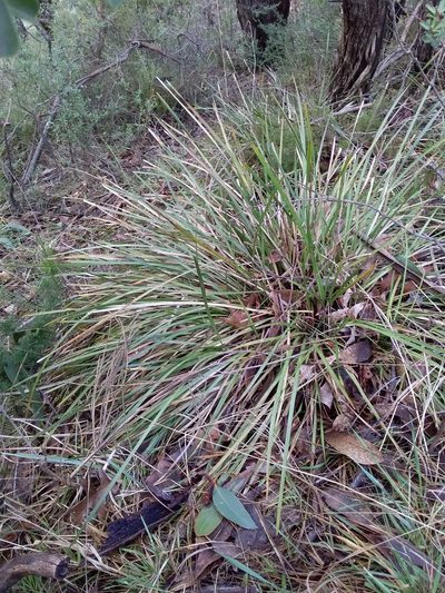 Lomandra densiflora, photographed by insiderelic