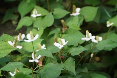 Houttuynia cordata, photographed by WATANABE Hitoshi 渡辺仁