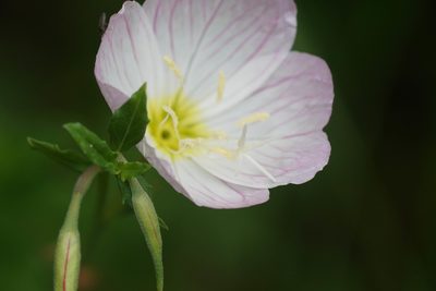 Oenothera speciosa