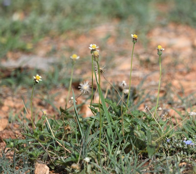 Tridax procumbens, photographed by Surabhi Srivastava