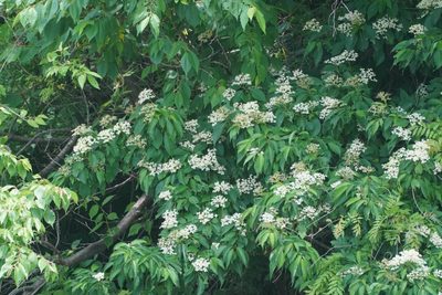 Cornus macrophylla, photographed by WATANABE Hitoshi 渡辺仁