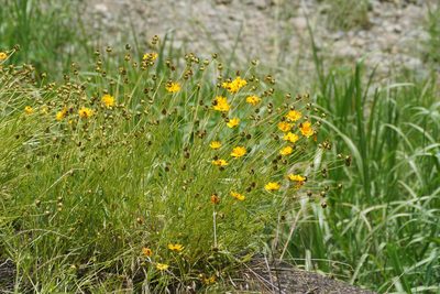 Coreopsis lanceolata, photographed by WATANABE Hitoshi 渡辺仁