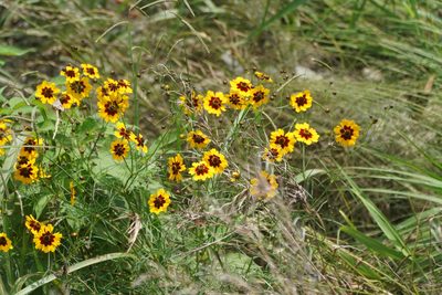 Coreopsis tinctoria, photographed by WATANABE Hitoshi 渡辺仁