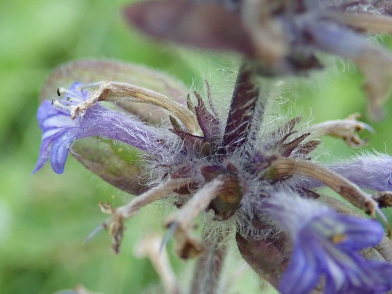 Ajuga reptans, photographed by John Kenrick Gibson