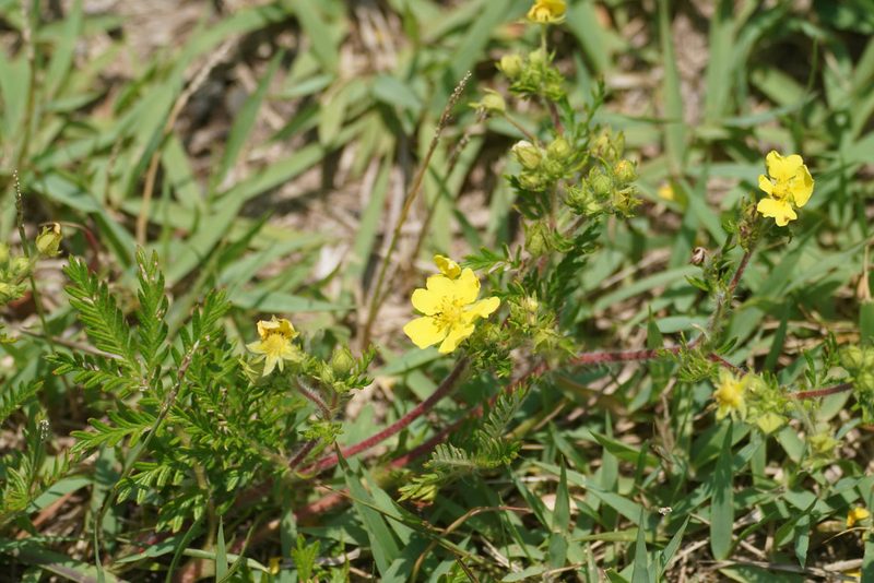 Potentilla chinensis, photographed by WATANABE Hitoshi 渡辺仁
